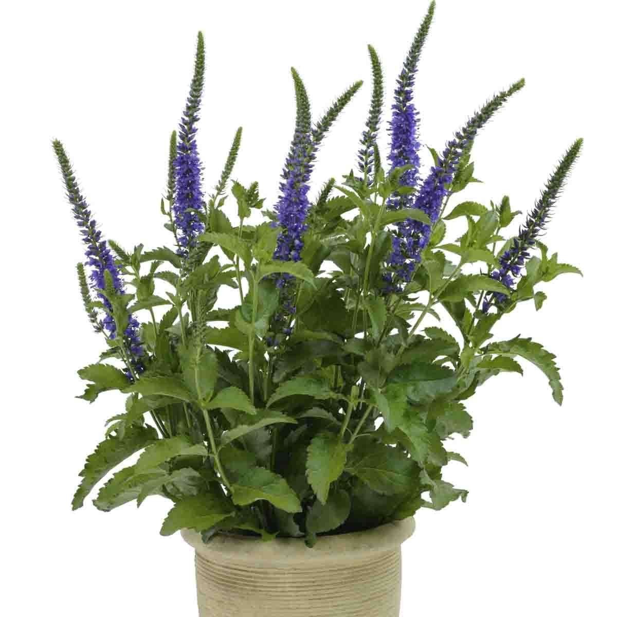 Pygard AksVeronica 'Ronica Blue' - Nygård Hagebruk