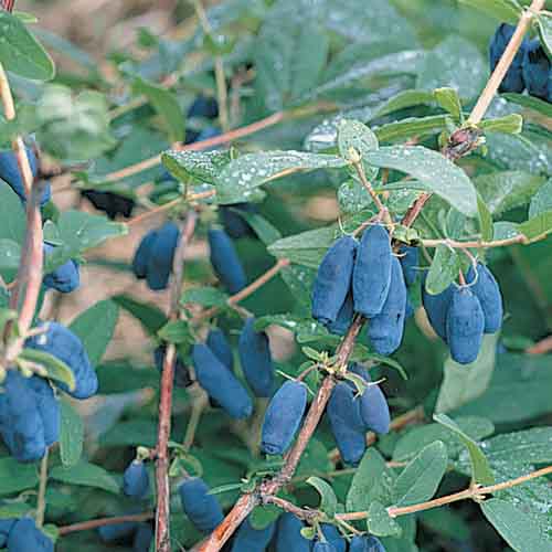 Honningbær 'Blue Banana' - Nygård Hagebruk